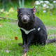 Tasmanian devil (Sarcophilus harrisii)